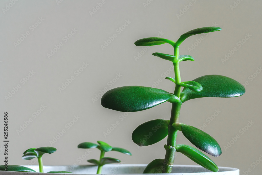 Sprout home plants on a gray background. Nature concept Sprout home plants on a gray background. Nature concept