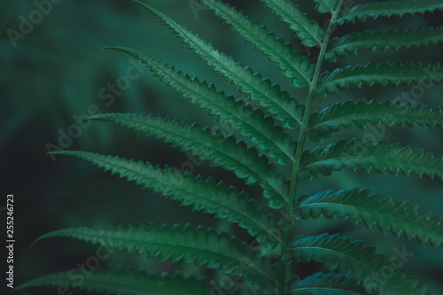 Green ferns leaves pattern background. Ferns leaves nature dark green tone background.