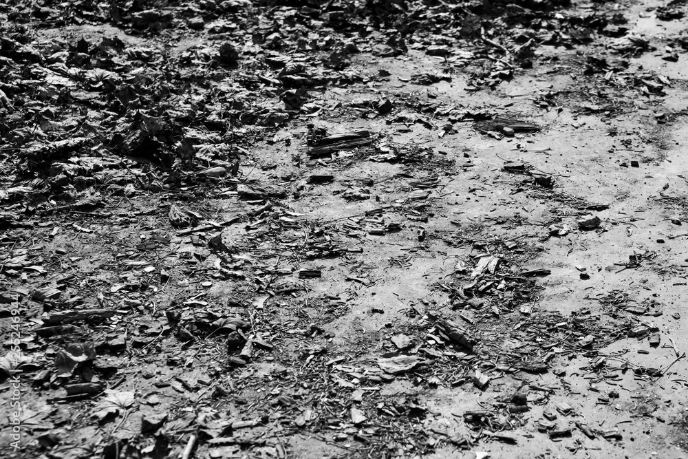 Monochrome dark background with dry leaves on the road Monochrome dark background with dry leaves on the road