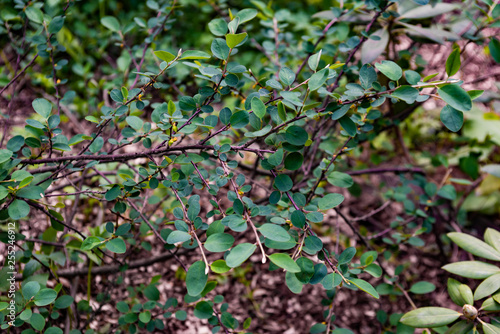 Wallpaper Mural A branch of a bush cotoneaster uniflorus Torontodigital.ca