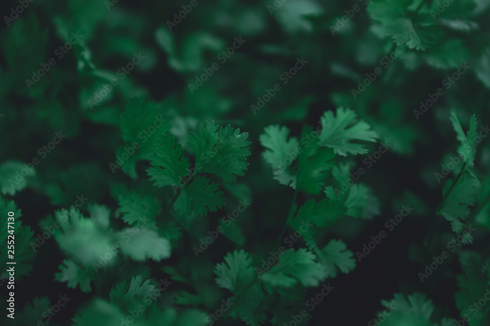 Fresh leaf green coriander in a garden. Vegetable coriander for health. nature dark green tone background
