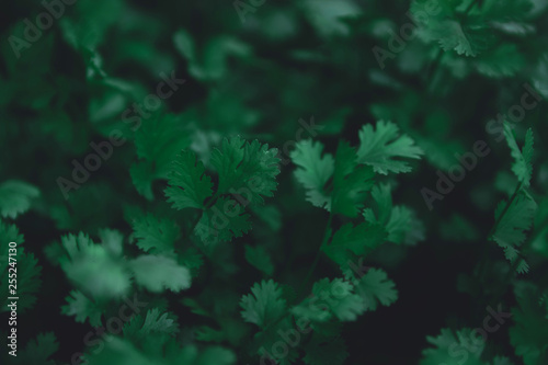 Fresh leaf green coriander in a garden. Vegetable coriander for health. nature dark green tone background