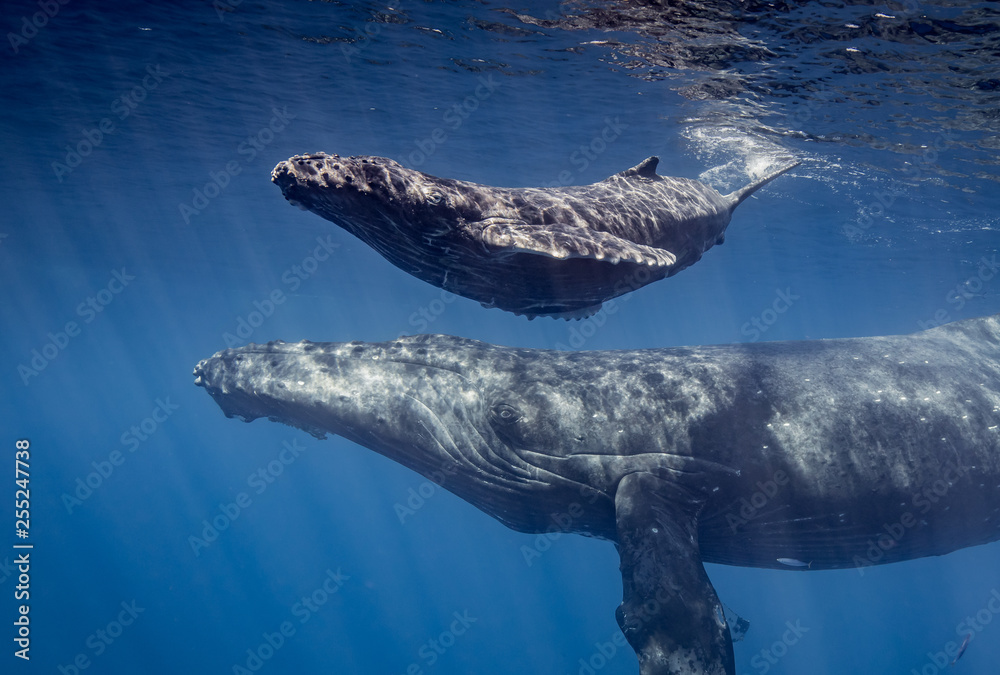 Humpback whales of Hawaii Stock Photo | Adobe Stock
