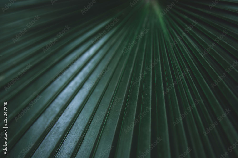 Green leaves pattern background. Fiji Fan Palm, White Elephant Palm, White Backed Palm or Kerriodoxa elegans. Green leaves color tone dark background. Green leaves pattern background. Fiji Fan Palm, White Elephant Palm, White Backed Palm or Kerriodoxa elegans. Green leaves color tone dark background.