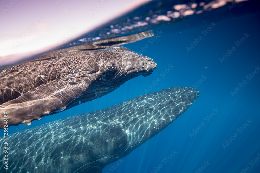 Naklejka premium Humpback whales of Hawaii