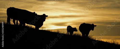 Cows grazing at dawn on a hill in Cantabria