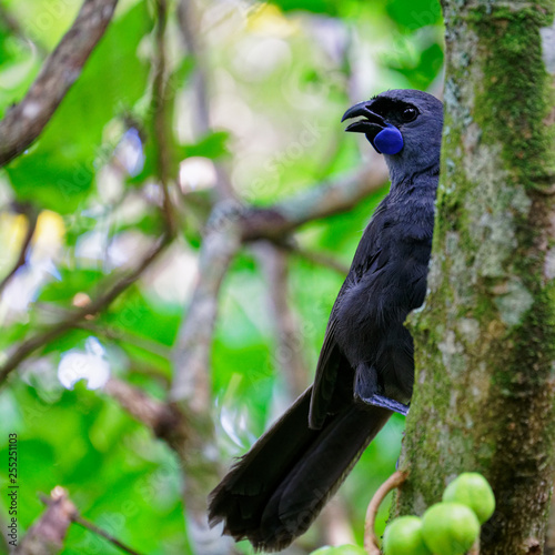 North Island kōkako, Tiritiri Matangi Island, New Zealand. photo