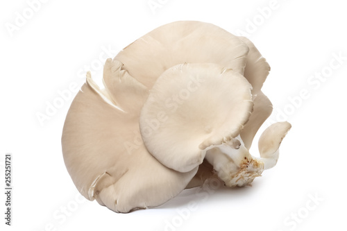 Delicious organic oyster mushrooms on white background