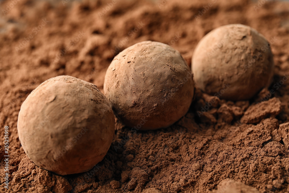 Tasty chocolate truffles on cocoa powder, closeup Tasty chocolate truffles on cocoa powder, closeup