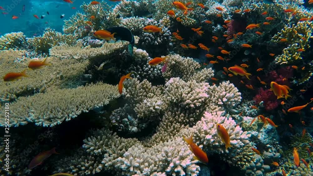 Scuba diving, underwater world, plenty of fish Scuba diving, underwater world, plenty of fish