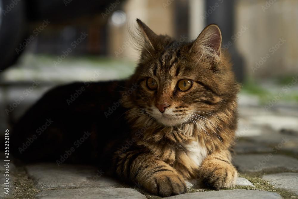Portrait of domestic fluffy kitten maine coon cat lies on street, close-up