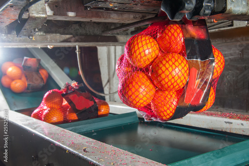 The working of citrus fruits: tarocco oranges in the netting machine during the final packaging phase photo