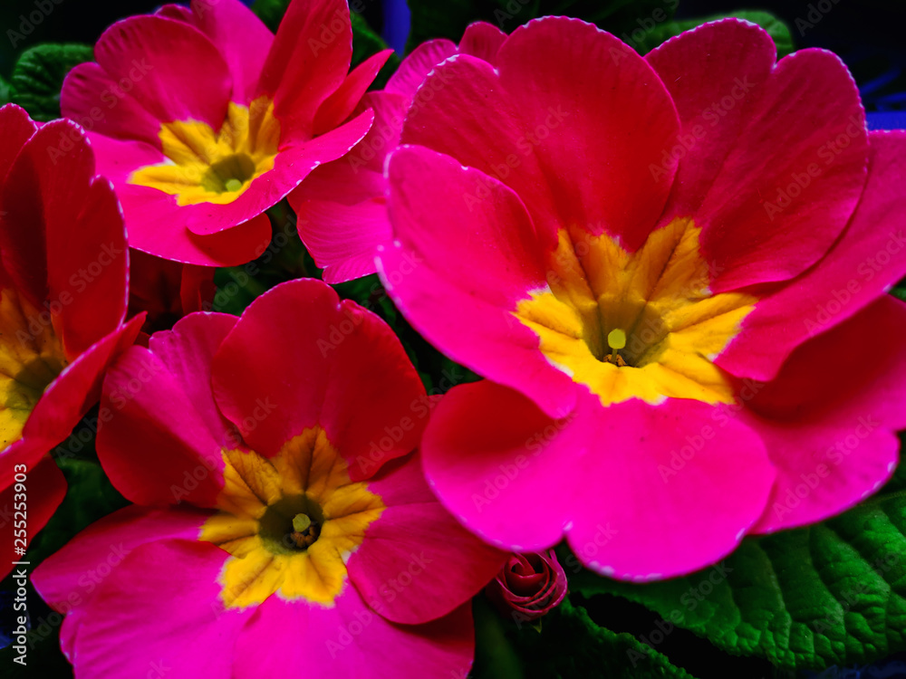pink flowers floral background.