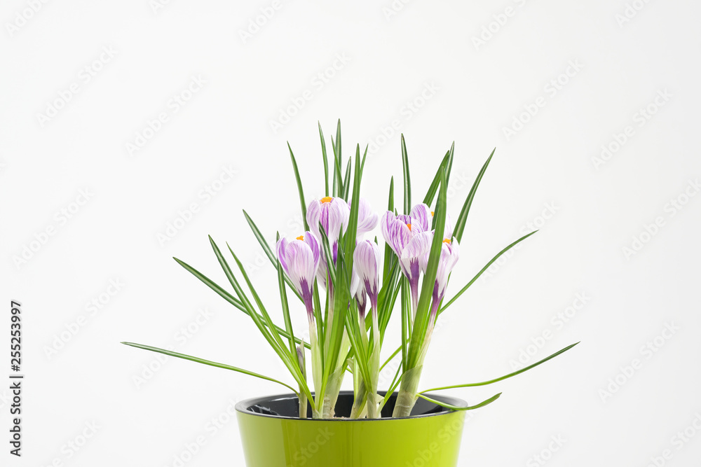 Fototapeta premium A flowering potted crocus plant in a green pot on a white background.