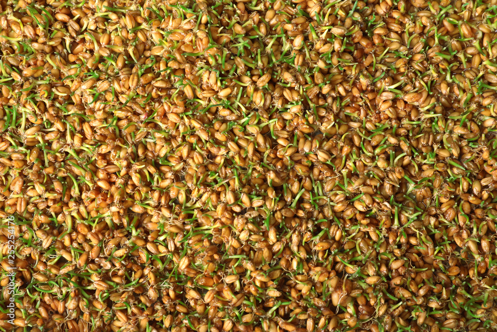 Sprouted wheat grass seeds as background, top view Sprouted wheat grass seeds as background, top view
