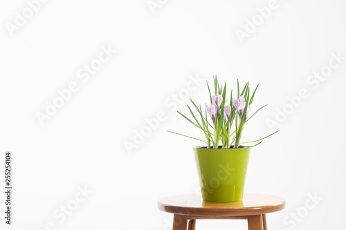 A flowering potted crocus plant in a green pot on a white background.