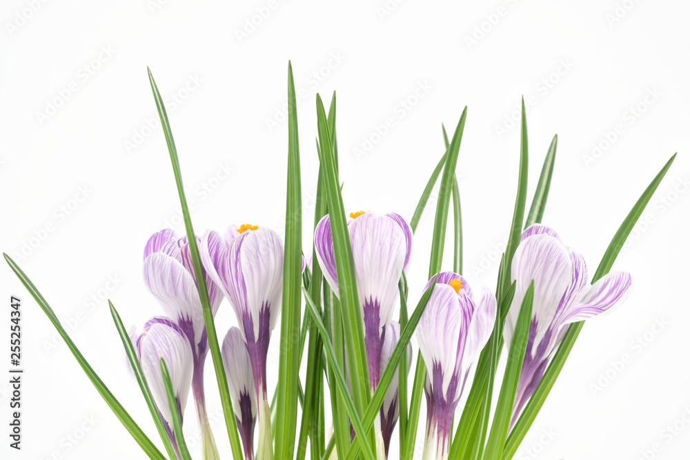 A blooming pot plant crocus, purple flowers, petals and green leaves. Close-up. A blooming pot plant crocus, purple flowers, petals and green leaves. Close-up.