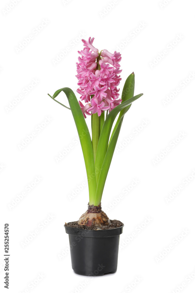 Beautiful spring hyacinth flower isolated on white
