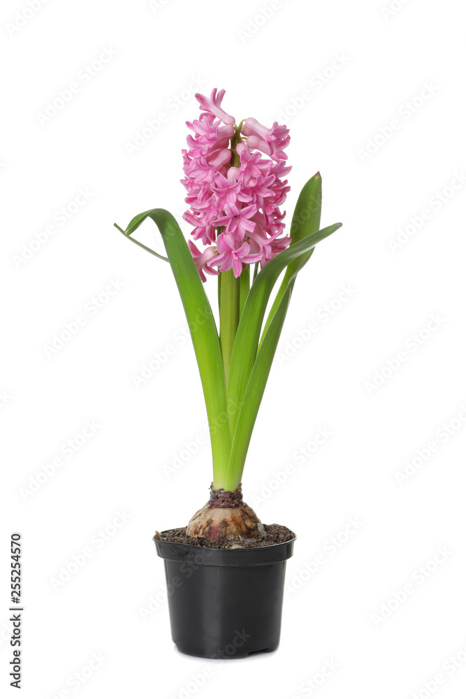 Beautiful spring hyacinth flower isolated on white Beautiful spring hyacinth flower isolated on white