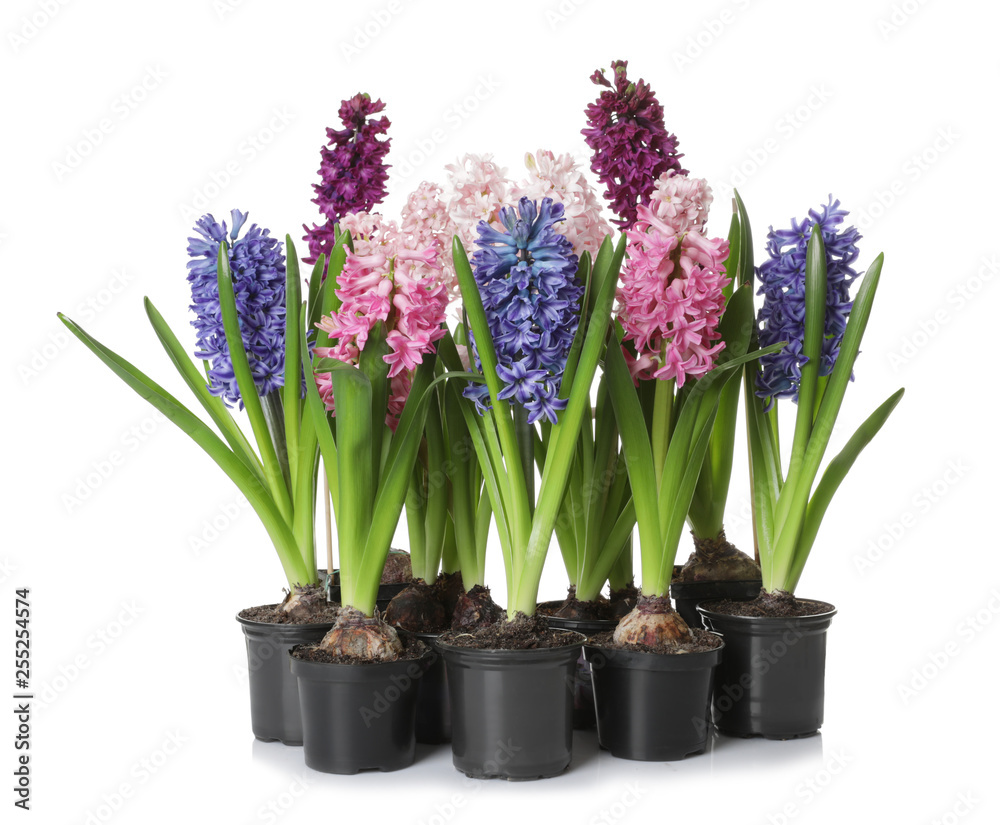 Obraz premium Beautiful spring hyacinth flowers isolated on white