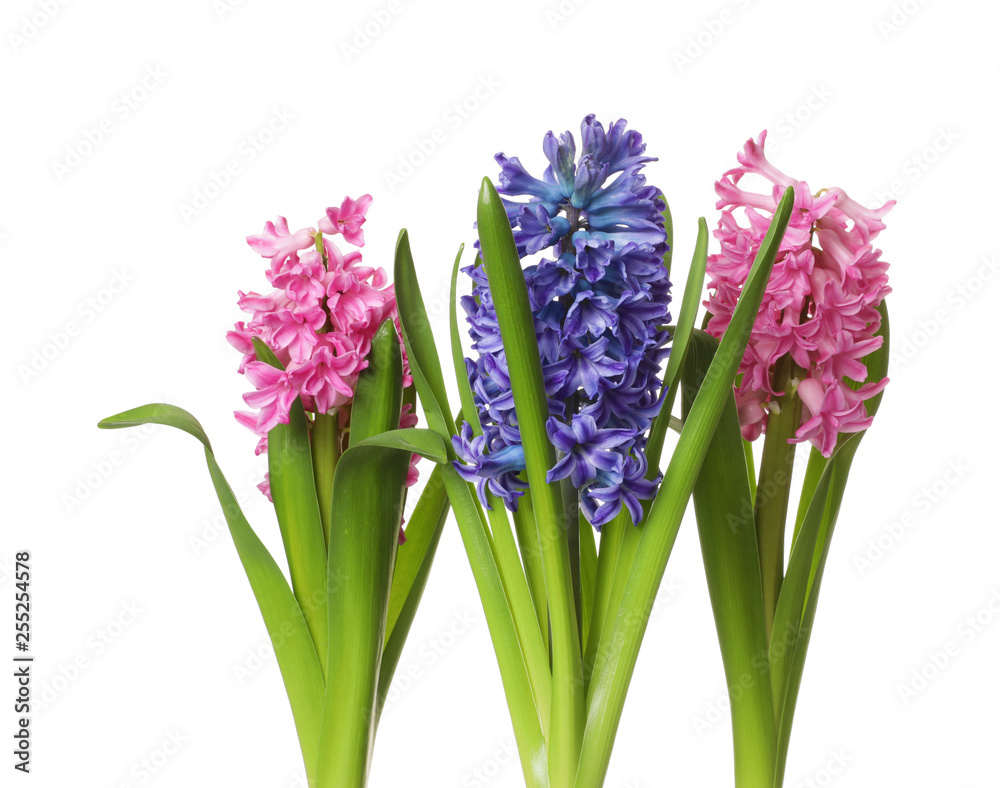 Obraz premium Beautiful spring hyacinth flowers isolated on white