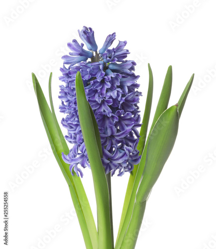 Beautiful spring hyacinth flower isolated on white