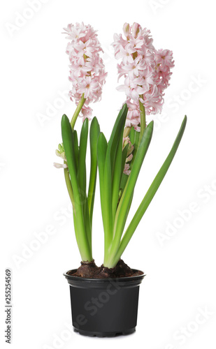 Beautiful spring hyacinth flowers isolated on white