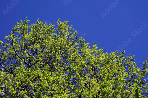 tree  sky  nature  green  blue  landscape  trees  spring  leaves  forest  plant  branch  leaf  blossom  cloud  white  day  wood  foliage  clouds  beautiful  outdoors