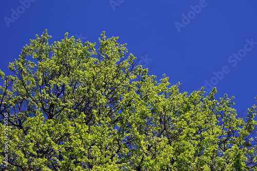 tree, sky, nature, green, blue, landscape, trees, spring, leaves, forest, plant, branch, leaf, blossom, cloud, white, day, wood, foliage, clouds, beautiful, outdoors