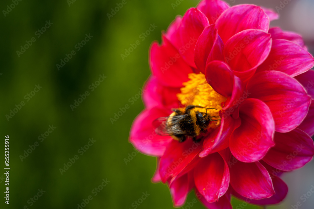 Bumblebee on a flower - macro close-up, pollinates a flower, collects pollen Bumblebee on a flower - macro close-up, pollinates a flower, collects pollen