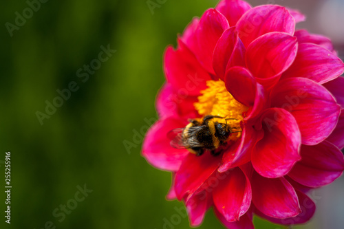 Bumblebee on a flower - macro close-up, pollinates a flower, collects pollen