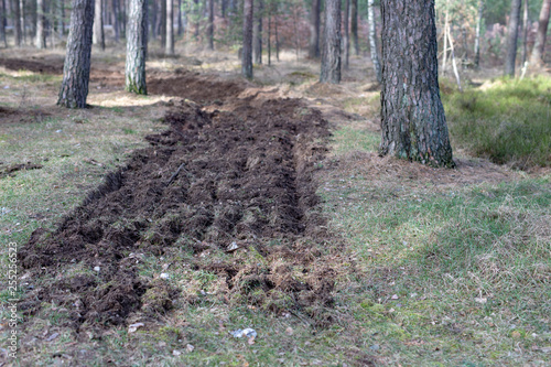 A strip of freshly plowed land in the forest Fototapeta