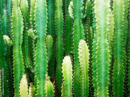 Big cactus outdoor in desert