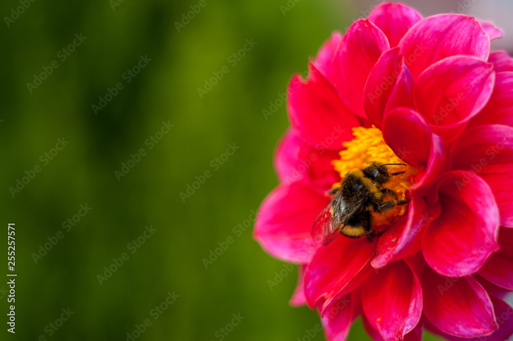 Bumblebee on a flower - macro close-up, pollinates a flower, collects pollen Bumblebee on a flower - macro close-up, pollinates a flower, collects pollen