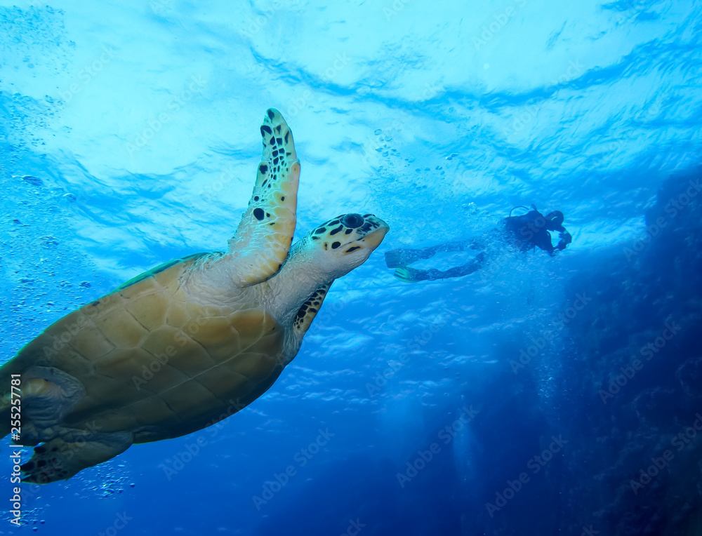 Obraz premium Underwater world in deep water in coral reef and plants flowers flora in blue world marine wildlife, travel nature beauty exploration in diving trip,adventures recreation dive. Fish, corals,creatures
