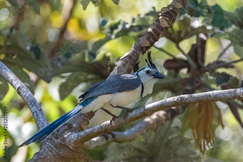 white-throated magpie-jay, Calocitta formosa, exotic bird perched on a branch in Costa Rica  photo