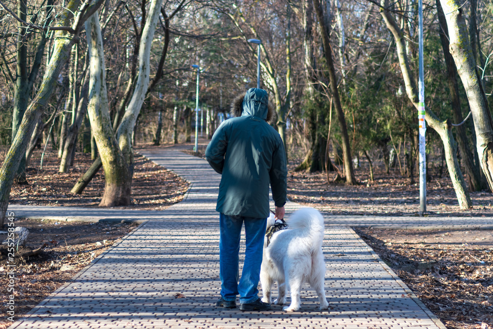 Fototapeta premium man with his dog walking in the park. Samoyed dog and his owner