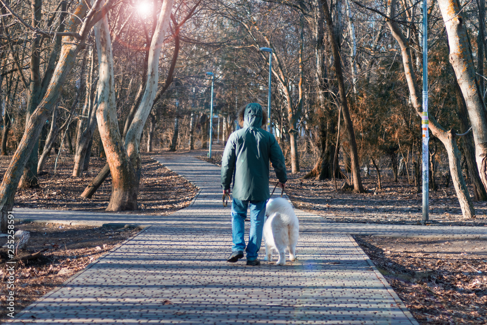Fototapeta premium man with his dog walking in the park. Samoyed dog and his owner