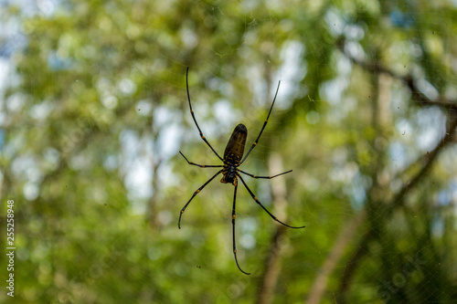 A large northern golden orb weaver or giant golden orb weaver spider Nephila pilipes typically found in Asia and Australia, lichtfield national park
