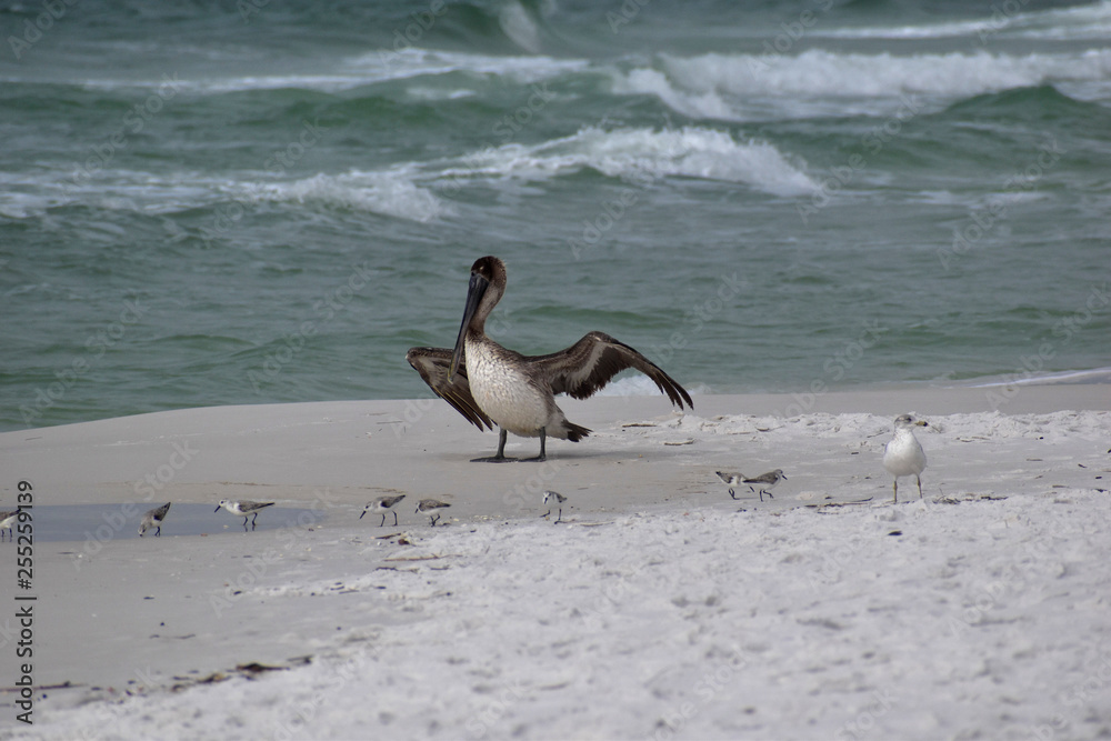 pelican on the beach with a group of snowy plovers pelican on the beach with a group of snowy plovers