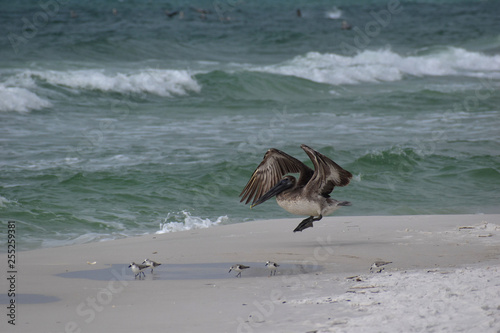 pelican taking flight off the beach photo