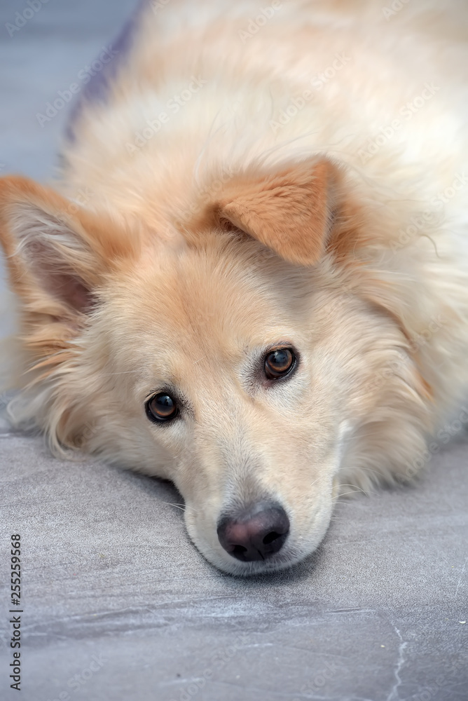 Fototapeta premium beige fluffy dog half-breed with a hanging ear