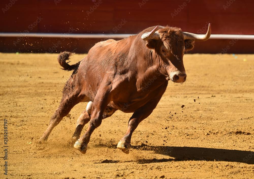 toro español corriendo en plaza de toros toro español corriendo en plaza de toros