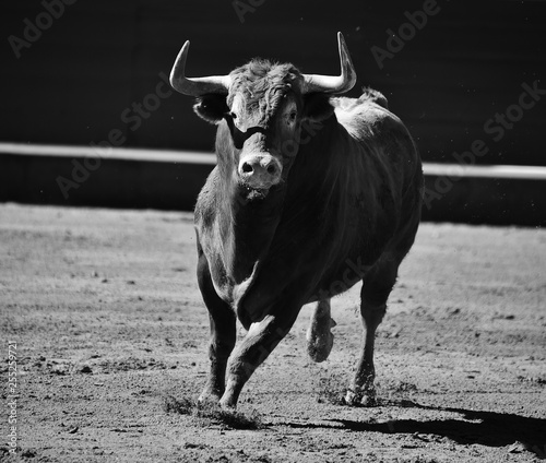 toro en plaza de toros