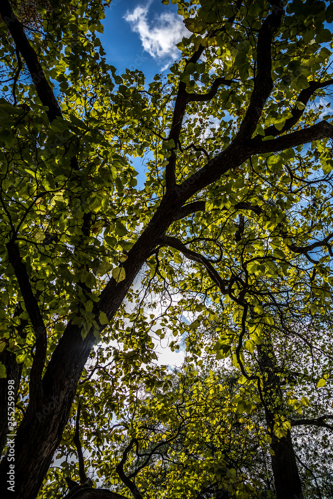 Crown of old deciduous trees in the park