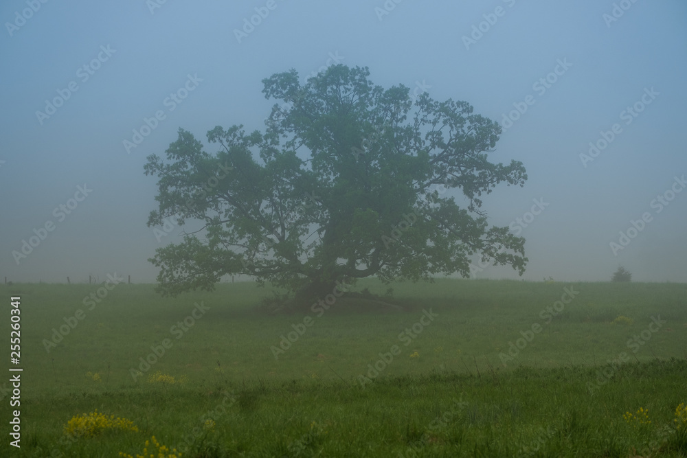 Tree in the meadow in the mist in Gettysburg National Military Park Tree in the meadow in the mist in Gettysburg National Military Park