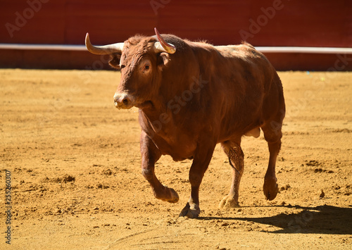 bull in spain in bullring © alberto