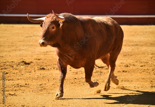 toro con cuernos grandes en plaza de toros