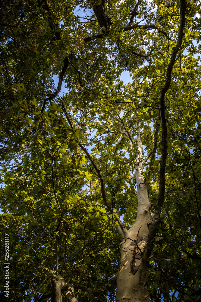 Fototapeta premium Crown of old deciduous trees in the park