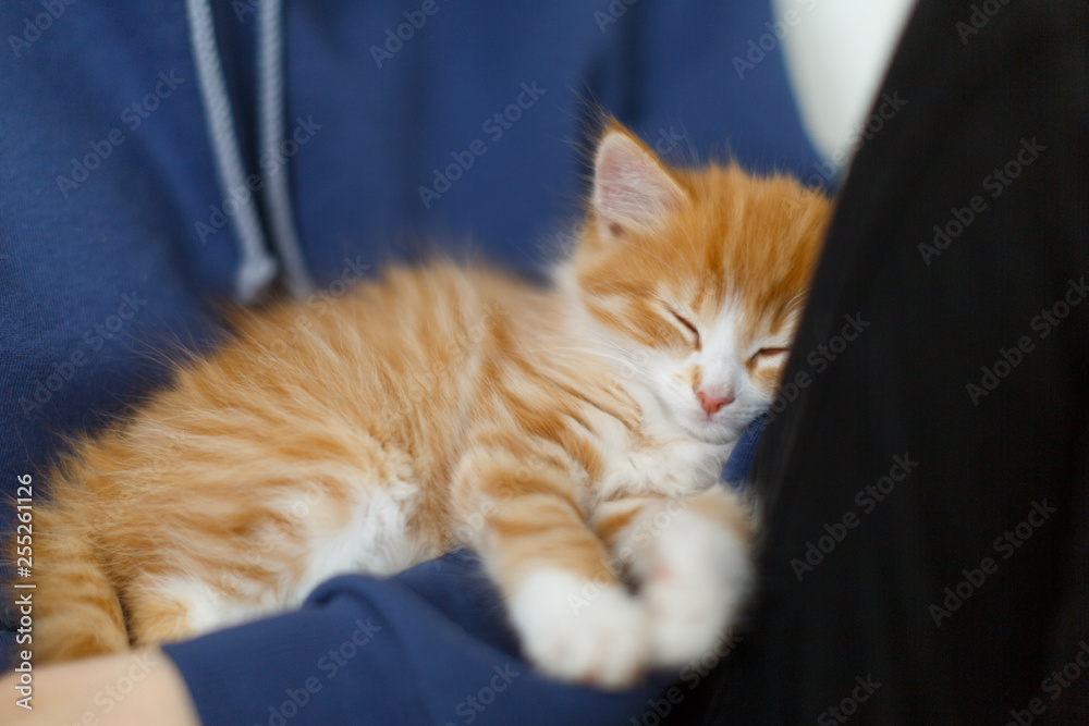 Cute little ginger kitten is sleeping in the arms of girl, tired after  active play, front